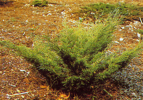 Juniperus sabina